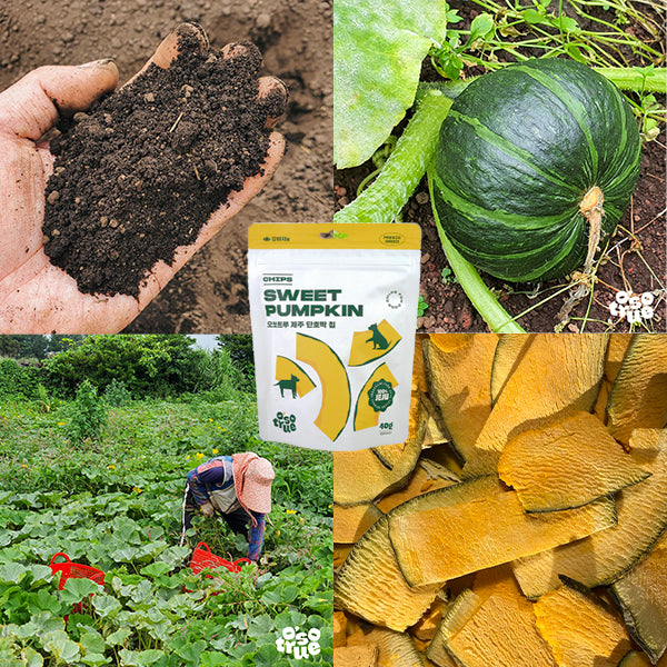 Jeju Freeze-Dried Pumpkin Chips