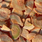 Jeju Freeze-Dried Carrot Chips